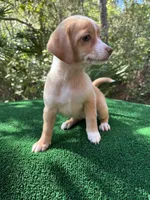 Lulu, a female Chiweenie for sale in Saint Augustine, FL – 2 of 6