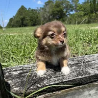Brandy, a female Chihuahua for sale in Saint Augustine, FL – 5 of 5