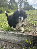Trixi, a female Chihuahua and Shih Tzu for sale in Saint Augustine, FL – 3 of 5