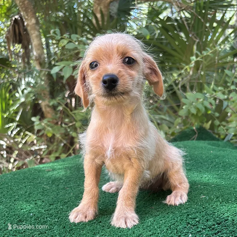 Cherry – Poodle - Miniature , Miniature Dachshund puppy for sale in Saint Augustine, FL