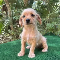 Cherry, a female Poodle - Miniature  and Miniature Dachshund for sale in Saint Augustine, FL – 1 of 4