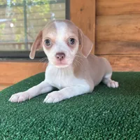 Hoagie , a male Chiweenie for sale in Saint Augustine, FL – 2 of 3