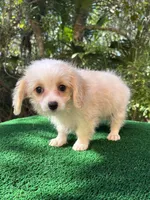 Suzy, a female Malchi for sale in Saint Augustine, FL – 5 of 6