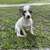 Bubbles, a female Chiweenie for sale in Saint Augustine, FL – 3 of 10
