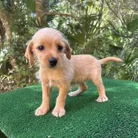 Cherry, a female Poodle - Miniature  and Miniature Dachshund for sale in Saint Augustine, FL – 4 of 4