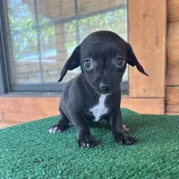 Princess, a female Chiweenie for sale in Saint Augustine, FL – 3 of 5