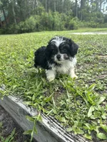 Luna, a female Chihuahua and Shih Tzu for sale in Saint Augustine, FL – 3 of 9