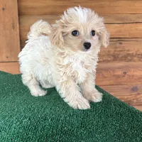 Wally, a male Maltipoo for sale in Saint Augustine, FL – 3 of 7