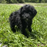 Drama, a female Chipoo for sale in Saint Augustine, FL – 2 of 4