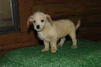 Wesley , a male Chiweenie for sale in Saint Augustine, FL – Photo 4 of 4