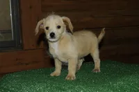 Wesley , a male Chiweenie for sale in Saint Augustine, FL – Photo 3 of 4