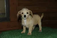 Wesley , a male Chiweenie for sale in Saint Augustine, FL – Photo 2 of 4