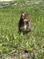 Brandy, a female Chihuahua for sale in Saint Augustine, FL – 2 of 5