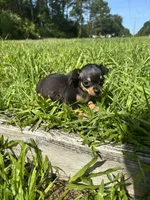 Sizzle, a female Chihuahua for sale in Saint Augustine, FL – 4 of 4
