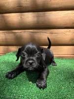 Roger, a male Chihuahua and Pug for sale in Saint Augustine, FL – Photo 6 of 6