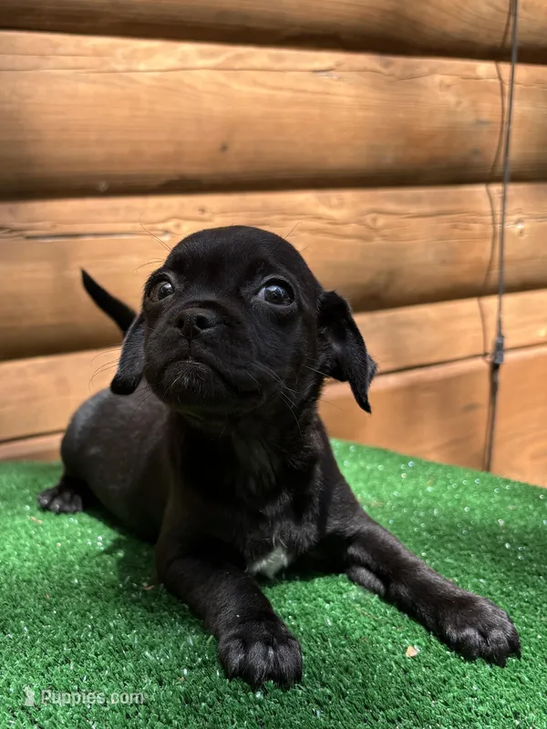 Roger – Chihuahua, Pug puppy for sale in Saint Augustine, FL