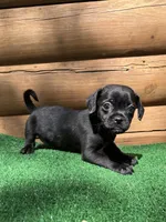 Roger, a male Chihuahua and Pug for sale in Saint Augustine, FL – Photo 4 of 6