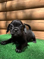 Roger, a male Chihuahua and Pug for sale in Saint Augustine, FL – Photo 3 of 6