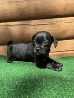 Roger, a male Chihuahua and Pug for sale in Saint Augustine, FL – Photo 5 of 6