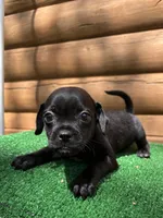 Roger, a male Chihuahua and Pug for sale in Saint Augustine, FL – Photo 2 of 6