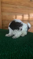 Mickey, a female Yorkipoo for sale in Saint Augustine, FL – 4 of 4