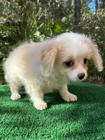 Suzy, a female Malchi for sale in Saint Augustine, FL – 3 of 6