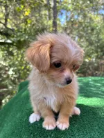 Clover , a female Malchi for sale in Saint Augustine, FL – 4 of 7