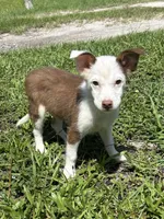 Max, a male Pembroke Welsh Corgi and Miniature Australian Shepherd for sale in Saint Augustine, FL – 4 of 4
