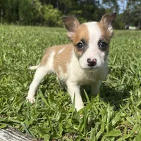 Luke, a male Jack Russell Terrier and Chihuahua for sale in Saint Augustine, FL – 2 of 2