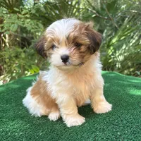 Fairy , a female Mal Shi for sale in Saint Augustine, FL – 3 of 7