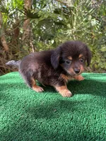 Leo, a male Chiweenie for sale in Saint Augustine, FL – 3 of 6