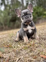 Cowboy, a male French Bulldog for sale in Saint Augustine, FL – Photo 5 of 7