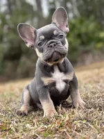 Cowboy, a male French Bulldog for sale in Saint Augustine, FL – Photo 1 of 7