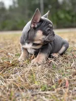 Cowboy, a male French Bulldog for sale in Saint Augustine, FL – Photo 4 of 7