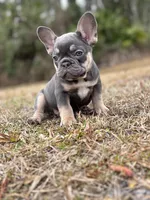 Cowboy, a male French Bulldog for sale in Saint Augustine, FL – Photo 3 of 7