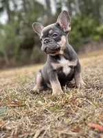 Cowboy, a male French Bulldog for sale in Saint Augustine, FL – Photo 6 of 7