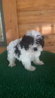 Mickey, a female Yorkipoo for sale in Saint Augustine, FL – 3 of 4