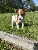Joey, a male Jack Russell Terrier and Chihuahua for sale in Saint Augustine, FL – 4 of 6
