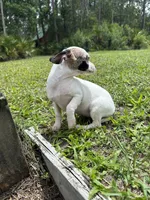 Bubbles, a female Chiweenie for sale in Saint Augustine, FL – 9 of 10