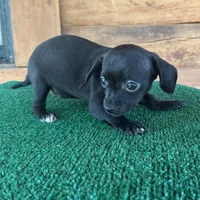 Princess, a female Chiweenie for sale in Saint Augustine, FL – 4 of 5