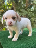 Ruby, a female Chihuahua and Shih Tzu for sale in Saint Augustine, FL – 2 of 4