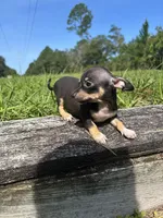 Nala, a female Chihuahua for sale in Saint Augustine, FL – 5 of 5