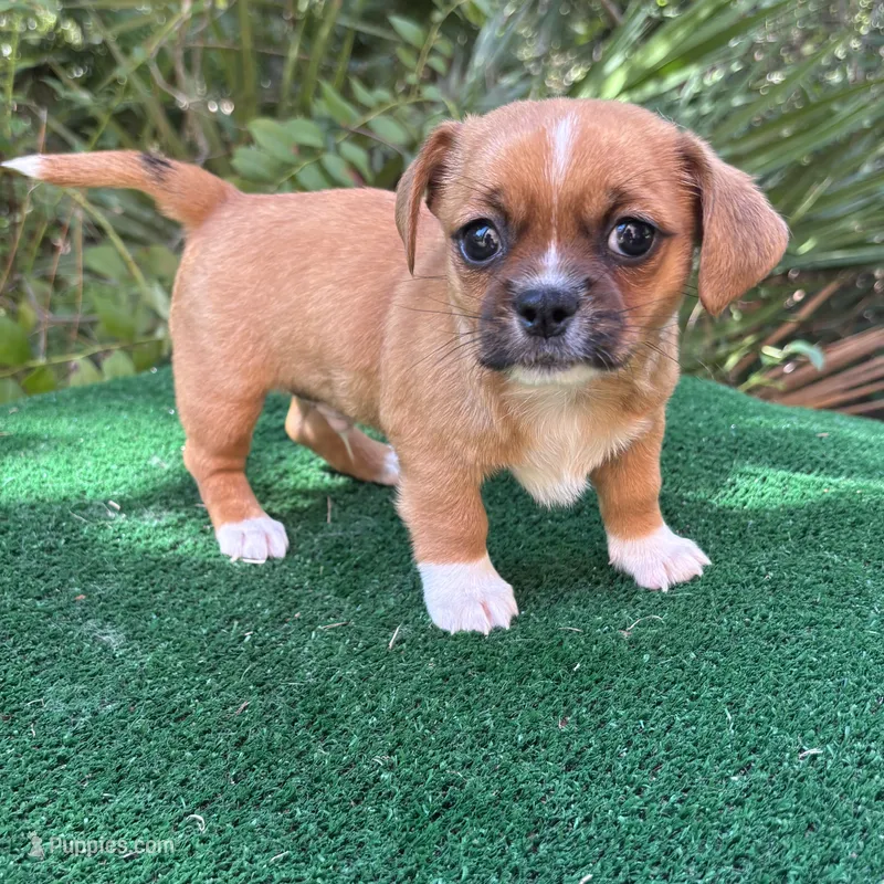 Buck – Chihuahua, Shih Tzu puppy for sale in Saint Augustine, FL