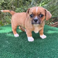 Buck, a male Chihuahua and Shih Tzu for sale in Saint Augustine, FL – 1 of 4