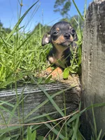 Sizzle, a female Chihuahua for sale in Saint Augustine, FL – 3 of 4
