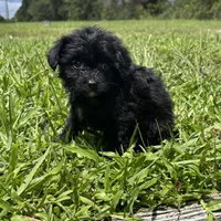 Drama, a female Chipoo for sale in Saint Augustine, FL – 4 of 4