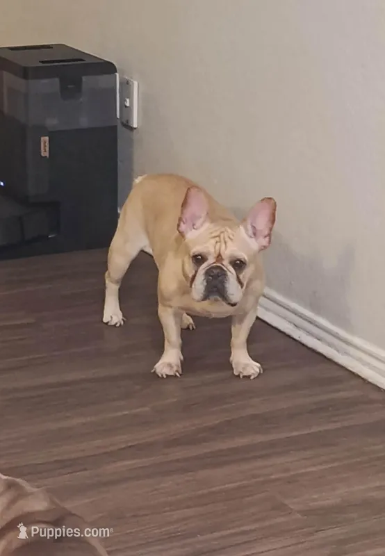 pumpkin, a female French Bulldog for sale in Lafayette, LA – Photo 1 of 1