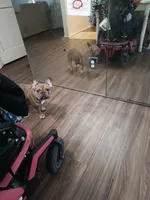 lulu, a female French Bulldog for sale in Lafayette, LA – Photo 2 of 2