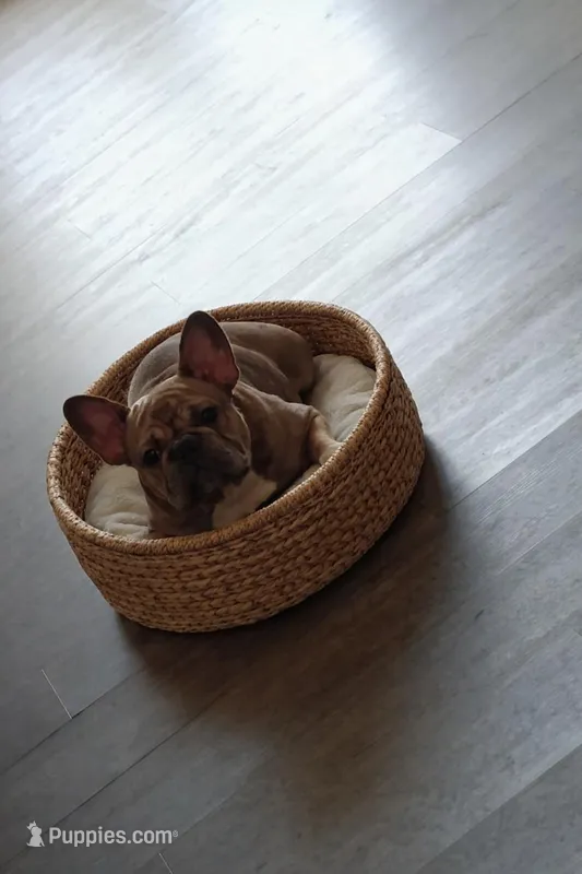 lulu, a female French Bulldog for sale in Lafayette, LA – Photo 1 of 2