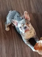 douglas, a male French Bulldog for sale in Lafayette, LA – Photo 2 of 3